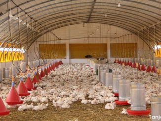 رقم مرعب… 92 في المائة من الدجاج المحمر أو الطجين غير خاضع للمراقبة الصحية缩略图