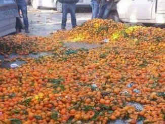 أزمة “الكليومنتين”.. بركان ترمي برتقالها !缩略图