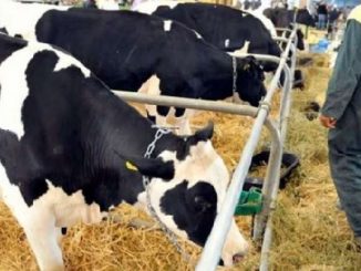 حملة واسعة لتلقيح الأبقار في الجهة الشرقية..والمصالح المختصة تنفي انتشار الحمى القلاعية بإقليم وجدة缩略图