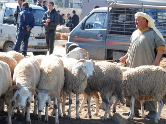 ندرة اللقاح تتيح لطاعون الماشية الزحف نحو الحدود الشرقية للمملكة缩略图