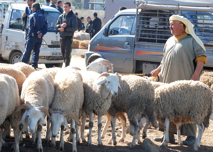 الحكومة تطمئن الكسابة بالجهة الشرقية.. مرض قطعان الماشية لا علاقة له بالطاعون المنتشر بالجزائر缩略图 الحكومة تطمئن الكسابة بالجهة الشرقية.. مرض قطعان الماشية لا علاقة له بالطاعون المنتشر بالجزائر缩略图