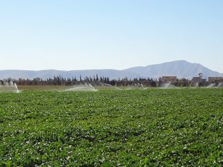 وزارة الفلاحة تستثمر 7.7 مليار درهم على مخططها الفلاحي بجهة الشرق缩略图