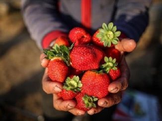 الحكومة الإسبانية قررت رسميا التعاقد مع 19 ألفا و179 عاملة مغربية缩略图