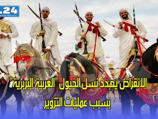 الانقراض يهدد نسل الخيول “العربية البربرية” بسبب عمليات التزوير缩略图