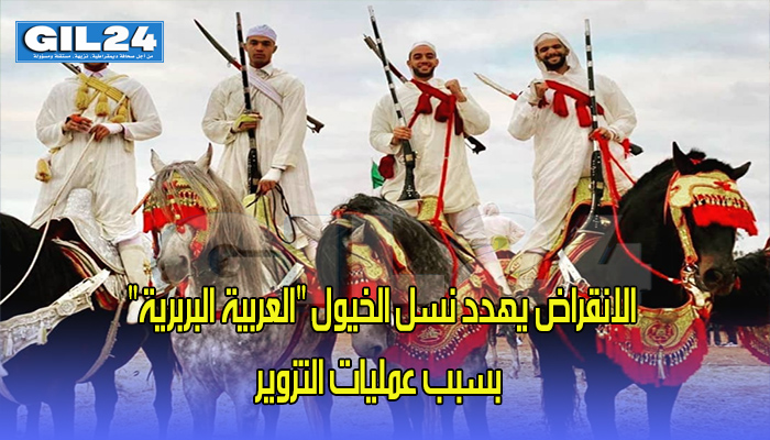 الانقراض يهدد نسل الخيول “العربية البربرية” بسبب عمليات التزوير缩略图 الانقراض يهدد نسل الخيول “العربية البربرية” بسبب عمليات التزوير缩略图