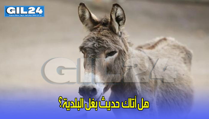 هل أتاك حديث بغل البلدية؟缩略图 هل أتاك حديث بغل البلدية؟缩略图