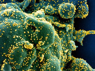 علماء : على البشرية التعايش مع كورونا لاستحالة القضاء عليه نهائيا缩略图