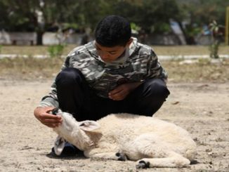 إيداع الفرنسي قاتل قطيع الماشية بالمنصورية السجن المحلي بابن سليمان缩略图