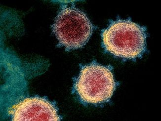 دراسة مثيرة: الفيروس التاجي انقسم إلى 3 فروع缩略图