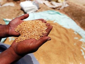 تراجع مردودية الهكتار الواحد من الحبوب缩略图