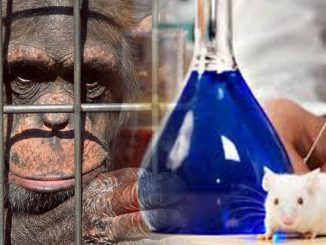 تأملات في زمن كورنا “حيوانات في قفص الاتهام”缩略图