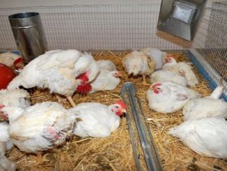 مجلس الشامي يكشف عن آلاف محلات بيع الدجاج دون تراخيص缩略图