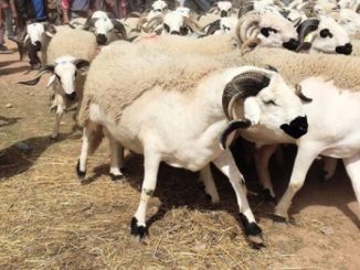 قرار جديد من وزارة الداخلية بخصوص عيد الأضحى缩略图