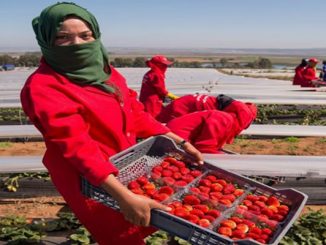 الملك محمد السادس يحسم في قرار عودة 7000 عاملة مغربية عالقة بإسبانيا缩略图