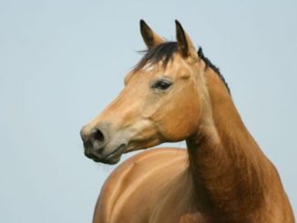 قطع آذان الخيول وأعضائها التناسلية في فرنسا والشرطة تستنفر لحل اللغز缩略图