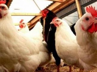 القرض الفلاحي للمغرب يجدد التزامه بمواكبة جميع الفاعلين في قطاع الدواجن缩略图