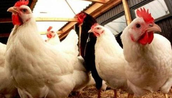 القرض الفلاحي للمغرب يجدد التزامه بمواكبة جميع الفاعلين في قطاع الدواجن缩略图 القرض الفلاحي للمغرب يجدد التزامه بمواكبة جميع الفاعلين في قطاع الدواجن缩略图