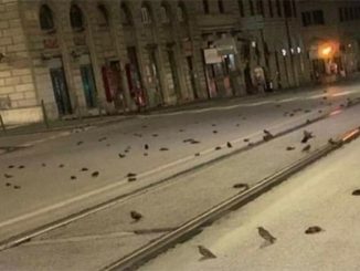 احتفالات “البوناني” تتسبب في نفوق مئات الطيور بروما缩略图