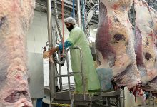 يهم الجالية .. فرنسا تنفي حظر الذبح وفق مبادئ الشريعة الإسلامية缩略图