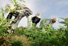 بعد تأجيل المصادقة عليه مرتين .. مشروع تقنين “الحشيش” يعود إلى طاولة مجلس الحكومة缩略图 بعد تأجيل المصادقة عليه مرتين .. مشروع تقنين “الحشيش” يعود إلى طاولة مجلس الحكومة缩略图