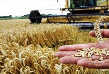 الموسم الفلاحي 2020-2021.. توقعات بإنتاج أزيد من 6 ملايين قنطار من الحبوب بإقليم سطات缩略图