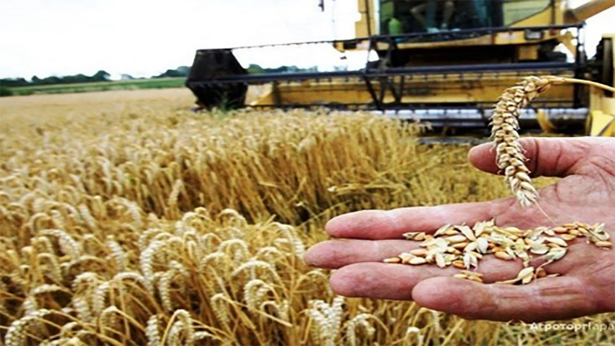 الموسم الفلاحي 2020-2021.. توقعات بإنتاج أزيد من 6 ملايين قنطار من الحبوب بإقليم سطات缩略图