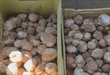 الكمأ بين فرنسا والمغرب” .. إصدار جديد يستعرض أنواع “الترفاس” بالمغرب缩略图