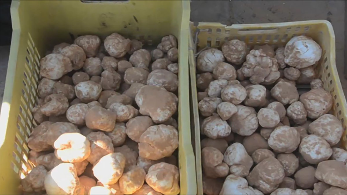 الكمأ بين فرنسا والمغرب” .. إصدار جديد يستعرض أنواع “الترفاس” بالمغرب缩略图