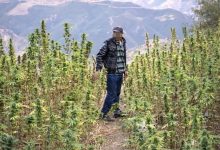 تنسيقية “الترافع عن قانون الكيف” تطالب الحكومة بتقديم دراسة لأثر المشروع缩略图