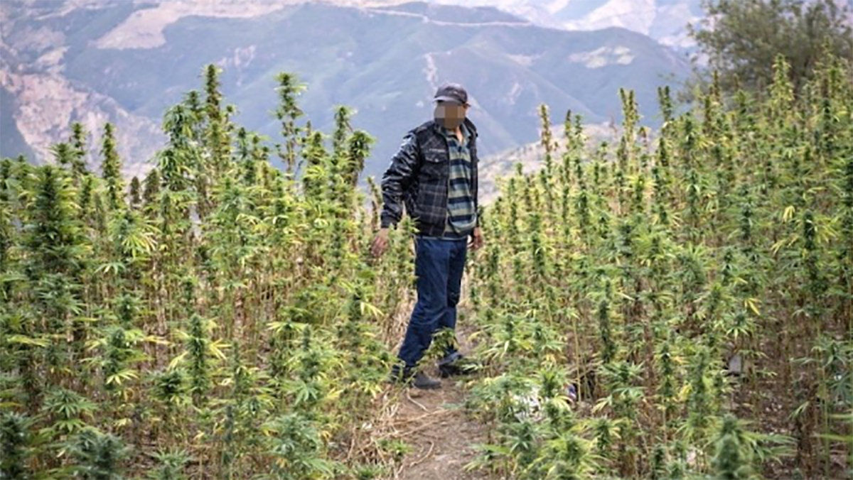 تنسيقية “الترافع عن قانون الكيف” تطالب الحكومة بتقديم دراسة لأثر المشروع缩略图