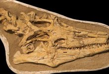 اكتشاف نوع جديد من السحالي البحرية: المغرب يعزز مكانته كفردوس لعلماء الأحافير缩略图