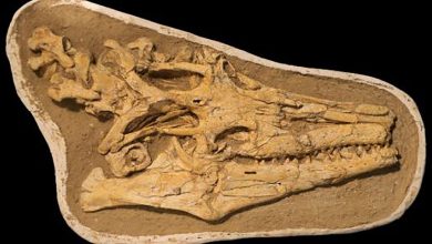 اكتشاف نوع جديد من السحالي البحرية: المغرب يعزز مكانته كفردوس لعلماء الأحافير缩略图 اكتشاف نوع جديد من السحالي البحرية: المغرب يعزز مكانته كفردوس لعلماء الأحافير缩略图