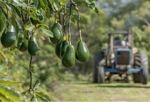 منتجو “الأفوكا” بالمغرب يردون على اتهامات جمعية إسبانية ويؤكدون سلامة وجودة منتوجهم缩略图