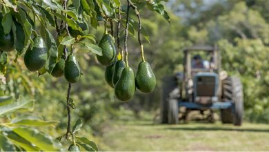 منتجو “الأفوكا” بالمغرب يردون على اتهامات جمعية إسبانية ويؤكدون سلامة وجودة منتوجهم缩略图