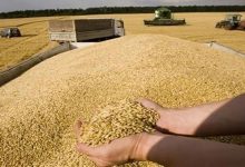 محصول قياسي من الحبوب في الموسم الفلاحي 2020-2021缩略图 محصول قياسي من الحبوب