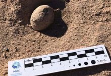 اكتشاف أكثر من 160 بيضة متحجرة تعود لطيور من حقبة ما قبل التاريخ缩略图 اكتشاف أكثر من 160 بيضة متحجرة تعود لطيور من حقبة ما قبل التاريخ缩略图