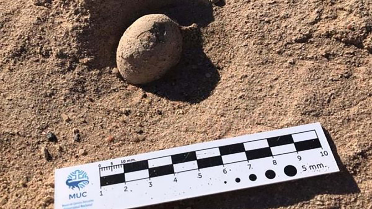 اكتشاف أكثر من 160 بيضة متحجرة تعود لطيور من حقبة ما قبل التاريخ缩略图