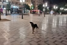 وجدة التي لا نريد بعدسة منير حموتي، الحلقة 3: الكلاب الضالة تغزو أزقة وشوارع المدينة缩略图