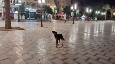 عنوان المقال: كلاب ضالة تثير الذعر في وجدة.. حوادث مأساوية واستغاثة رسمية لوزير الداخلية缩略图