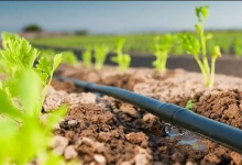 توقف السقي بكل من الدوائر السقوية لملوية ودكالة وتافيلالت وإيسن ونفيس缩略图