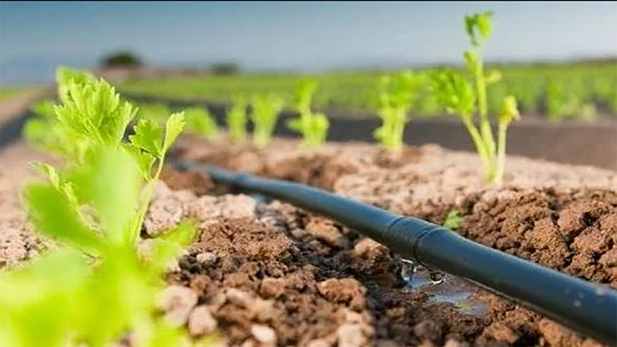 توقف السقي بكل من الدوائر السقوية لملوية ودكالة وتافيلالت وإيسن ونفيس缩略图