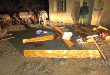 استمرار استنزاف غابة بركين، وتقديم البسطاء أكباش فداء缩略图