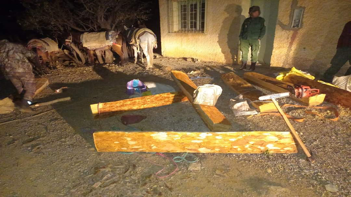 استمرار استنزاف غابة بركين، وتقديم البسطاء أكباش فداء缩略图