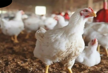 ارتفاع أسعار الدواجن يغضب المغاربة缩略图