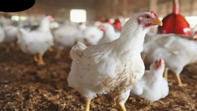 ارتفاع أسعار الدواجن يغضب المغاربة缩略图 ارتفاع أسعار الدواجن يغضب المغاربة缩略图
