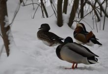 الدفاع الروسية تكشف تفاصيل مشاريع الأسلحة البيولوجية الأمريكية في أوكرانيا缩略图