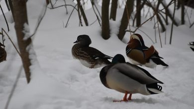 الدفاع الروسية تكشف تفاصيل مشاريع الأسلحة البيولوجية الأمريكية في أوكرانيا缩略图