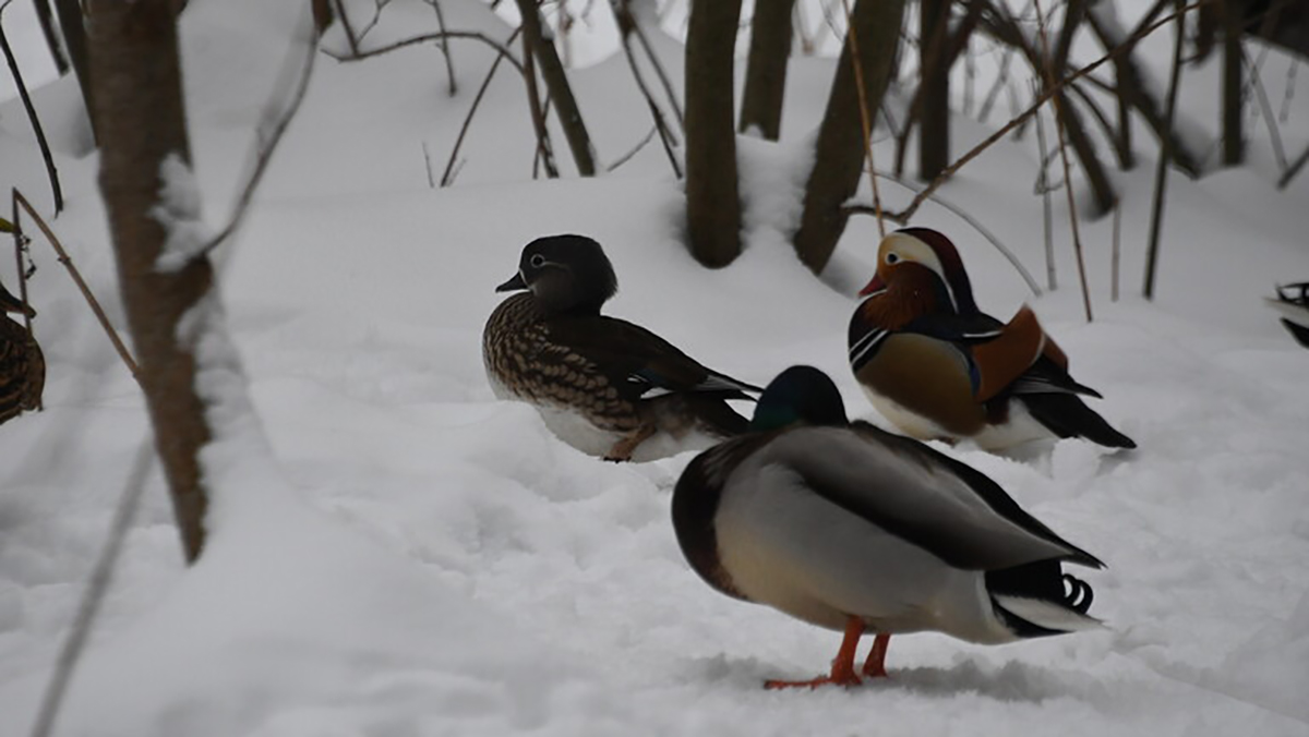 الدفاع الروسية تكشف تفاصيل مشاريع الأسلحة البيولوجية الأمريكية في أوكرانيا缩略图