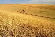 المغرب يتوفر على احتياطي استراتيجي من القمح يغطي 4 أشهر缩略图