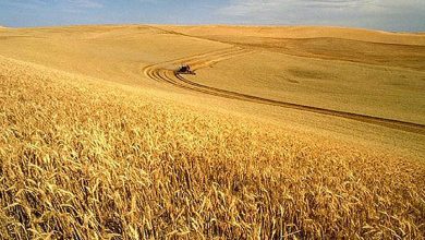 روسيا تعرض تصدير القمح إلى المغرب بـ”ثمن معقول”缩略图